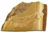 Jurassic Fossil Fish (Cavenderichthys) - Australia #352037-1